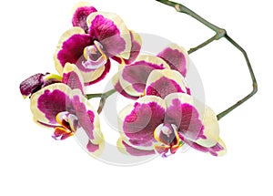 Blooming branch of beautiful dark purple orchid, phalaenopsis wi