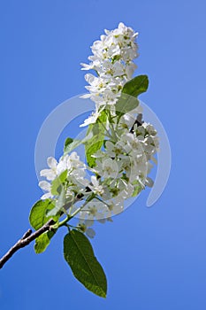 Blooming branch of bird-cherry tree