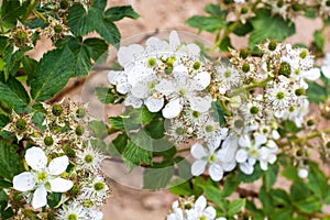 Blooming branch of blackberry