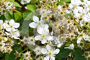 Blooming branch of blackberry