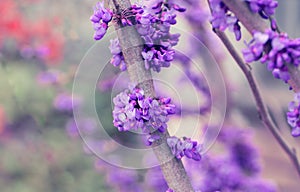 Blooming branch on blurred purple background, spring flowers background. Greeting card for Valentine`s Day, Women`s Day and Moth