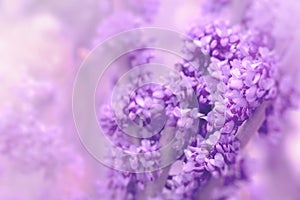 Blooming branch on blurred purple background, spring flowers background. Greeting card for Valentine`s Day, Women`s Day and Moth