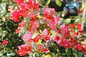 Blooming branch of bougainvillea, also known as spring flowers. photo