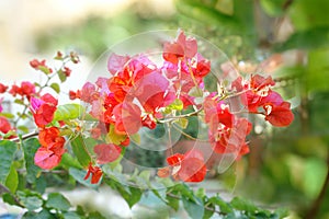 Blooming branch of bougainvillea, also known as spring flowers. photo
