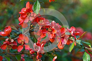 Blooming branch of chaenomeles