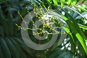 Blooming branch of chamaedorea plant
