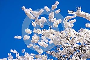 A blooming branch of cherry blossom tree in spring.