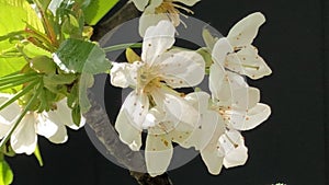 blooming branch of cherry flowers with zoom in to a closeup