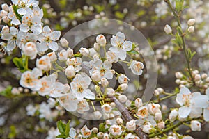 Blooming branch of cherry plum, white flowers bloomed