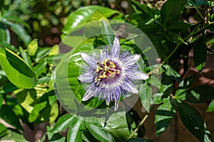 Blooming branch of clock flower