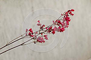 Blooming branch of Coral Bells or Heuchera sanguinea