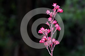 Blooming branch of Coral Bells or Heuchera sanguinea