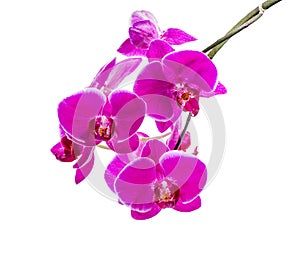 Blooming branch of dark violet orchid with white bandlet