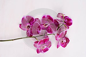 Blooming branch of dark violet with white orchid, phalaenopsis i