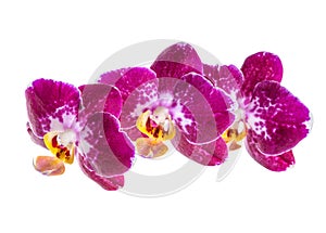 Blooming branch of dark violet with white orchid, phalaenopsis i