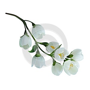 Blooming branch jasmine flowers. Vector illustration isolated on white