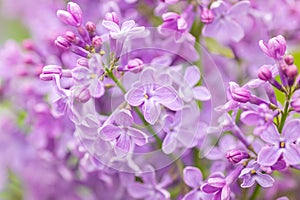 Close up of purple lilac flowers as background photo