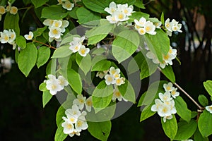 Blooming branch of mock orange in June