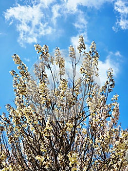 Blooming branch of in Paulownia tree in Adana photo