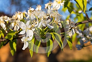 A blooming branch of a pear tree at sunset