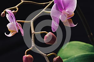 Blooming branch of Phalaenopsis orchid in a dark studio