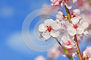 Blooming branch with pink almond blossom flower on German `Prunus Dulcis`,  subscpecies `Perle der Weinstrasse`, fruit tree