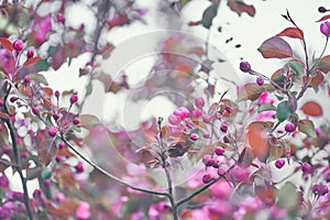 A blooming branch of a pink apple tree. With space to copy. Selective focus on tree branches. An image of bright pink