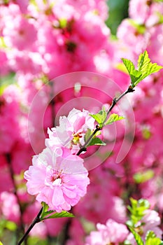 Blooming branch of Prunus Triloba