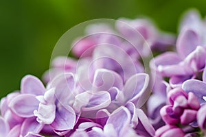 Blooming branch purple terry Lilac flower. Floral background
