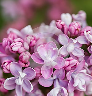 Blooming branch purple terry Lilac flower. Floral background