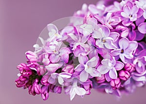 Blooming branch purple terry Lilac flower. Floral background