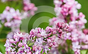 Blooming branch purple terry Lilac flower. Floral background