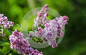 Blooming branch purple terry Lilac flower. Floral background