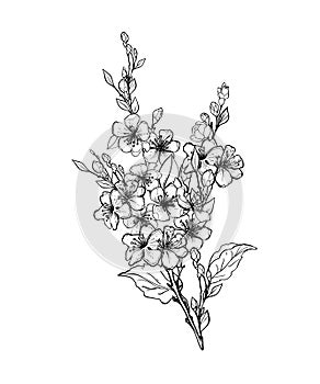 Blooming branch of sakura, apple tree, peach. Realistic drawing of beautiful flowers with buds and leaves for logo