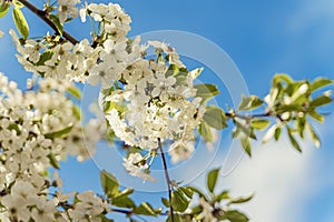 Blooming branch of sakura with white flowers. Spring, seasons, gardening