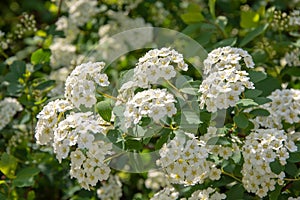 wihgt blooming branch of spiraea in spring