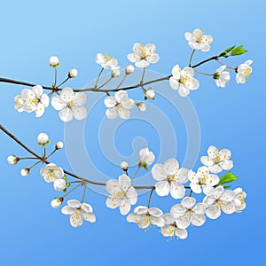 Blooming branch. Spring flowers