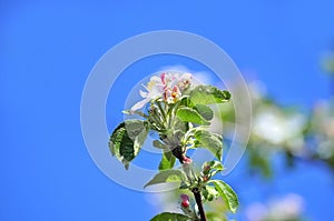 Blooming branch. Spring. Flowers of an apple tree on a blue background for the light holiday of Easter, for mother\'s day.