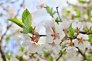 Blooming branch. Spring. Flowers of an apple tree on a natural background