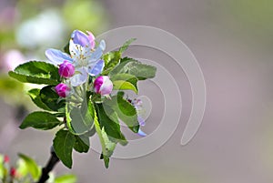 Blooming branch. Spring. Flowers of an apple tree on a pink pastel background