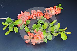 Blooming branch in a spring garden on a black background