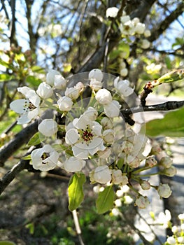 Blooming branch in the sunshine. Fruittree. Branch of tree with white flowers. Springtime