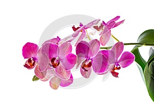 Blooming branch of violet orchid with leaves, phalaenopsis is is