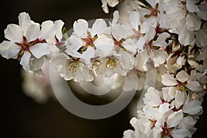 blooming branch with white almond flowers