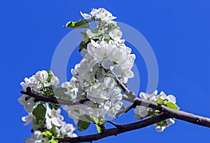 Blooming branch of white apple tree