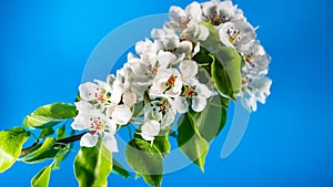 Blooming branch of a white apple tree or sakura on a blue background in the studio close-up, copy space