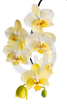 Blooming branch of yellow orchid, phalaenopsis is isolated on white background