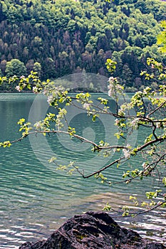 Blooming branches of an apple tree against the backdrop of a mountain lake