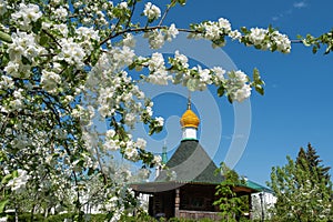 Blooming branches of an apple tree against the blue sky and the church dome