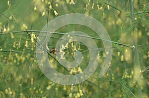 Blooming branches of asparagus close-up and bee pollinating this plant-background image